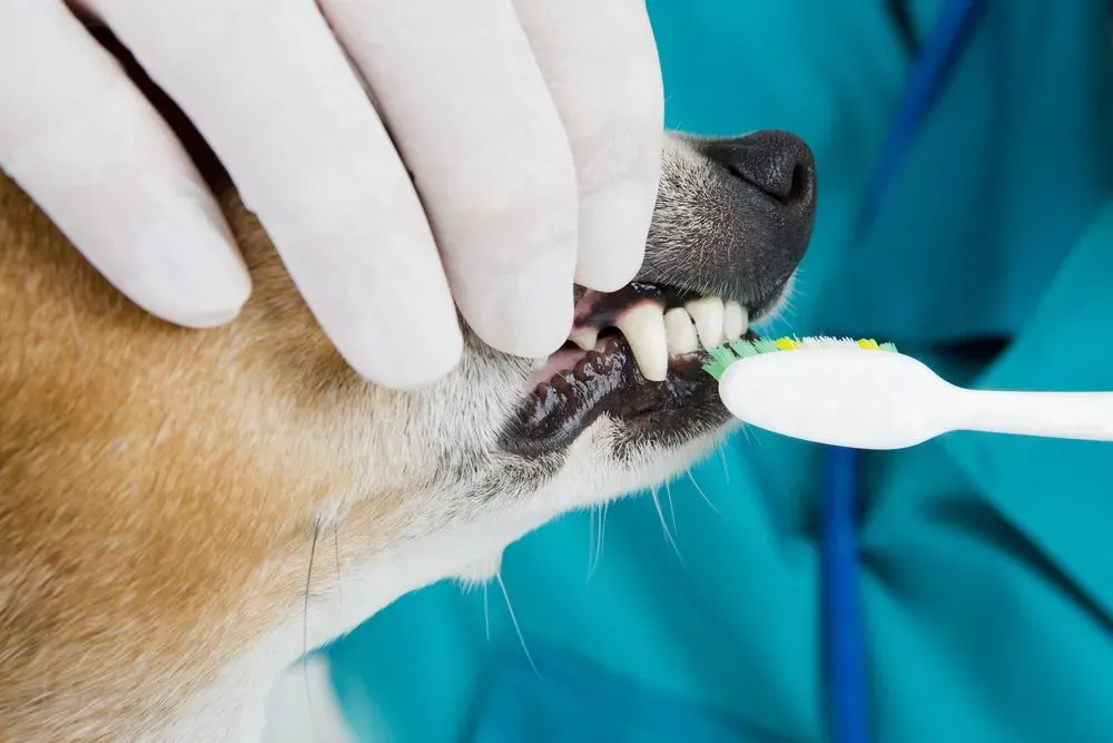 How Veterinary Hospitals Support Preventive Dental Programs